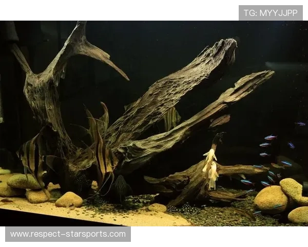 探秘英格兰女王公园巡游者俱乐部历史传承与未来发展之路全景观察